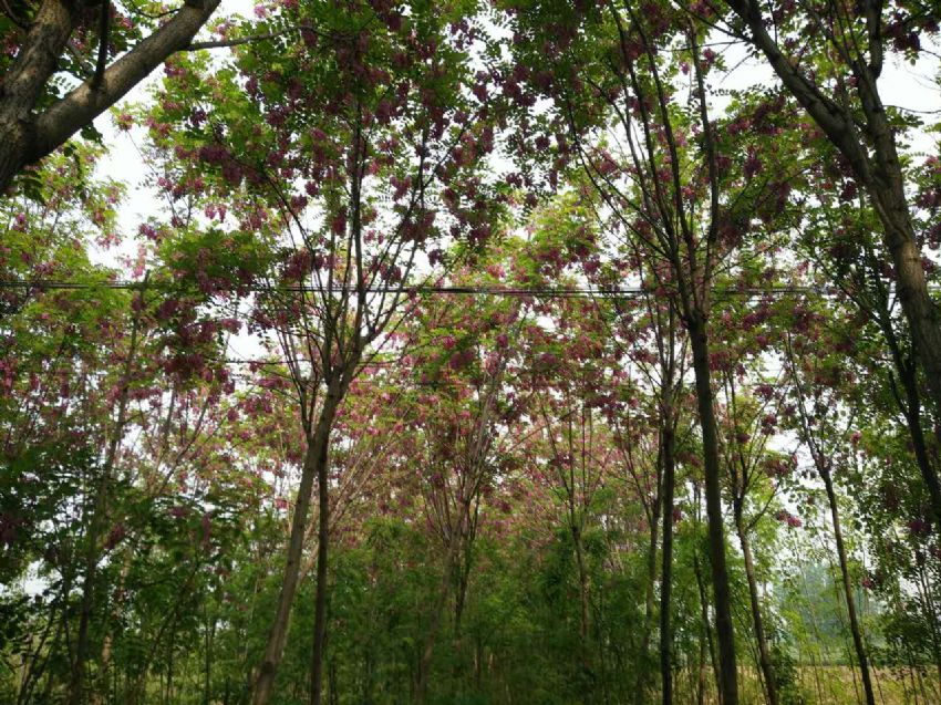 点击查看详细信息<br>标题：香花槐 阅读次数：1459
