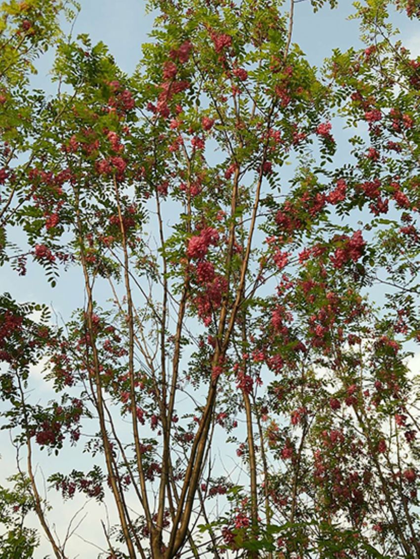 点击查看详细信息<br>标题：香花槐 阅读次数：1746