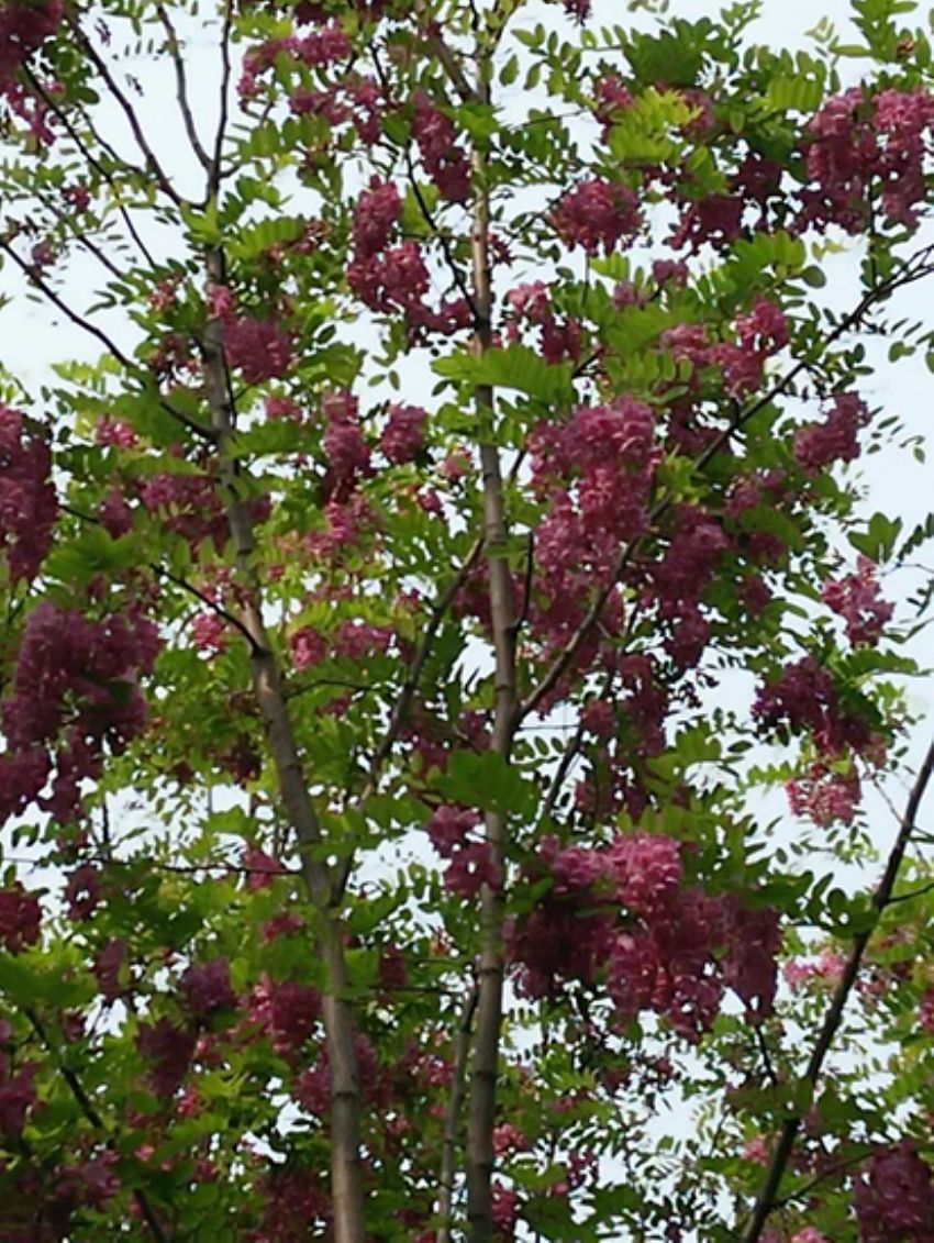 点击查看详细信息<br>标题：香花槐 阅读次数：1760
