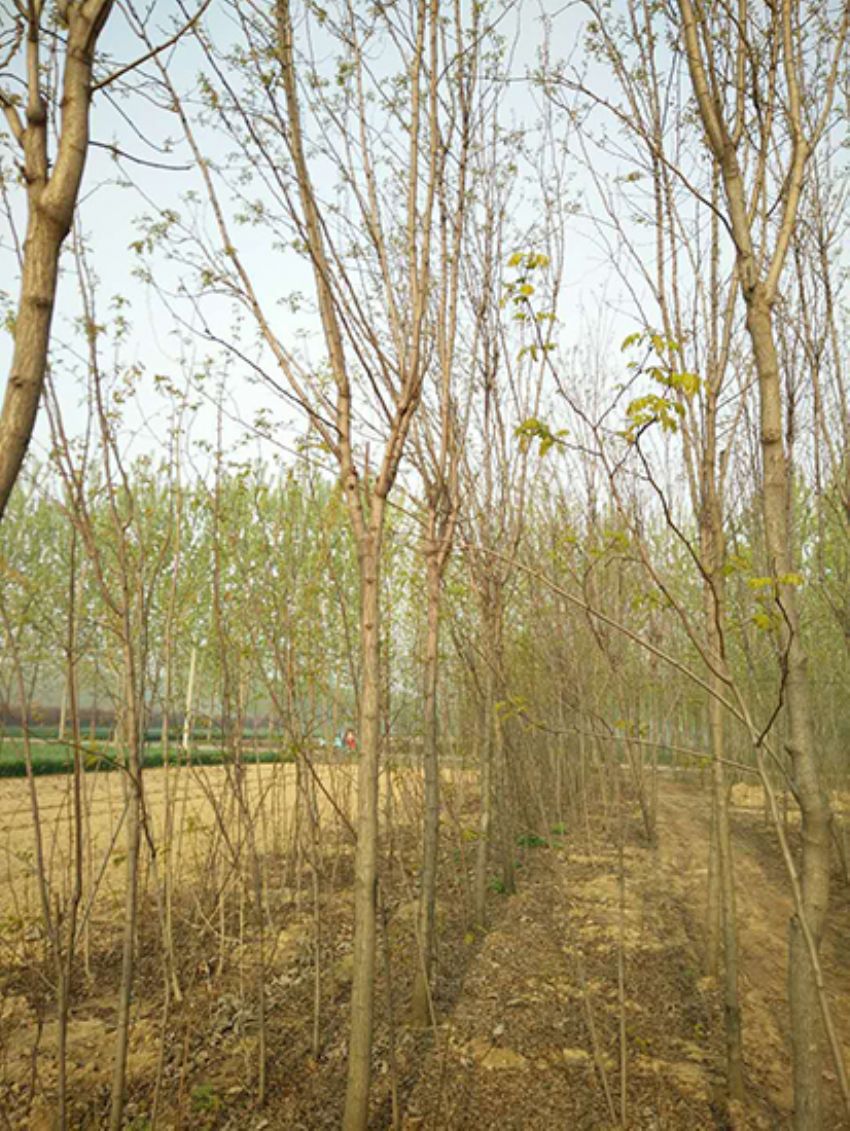 点击查看详细信息<br>标题：香花槐 阅读次数：1998