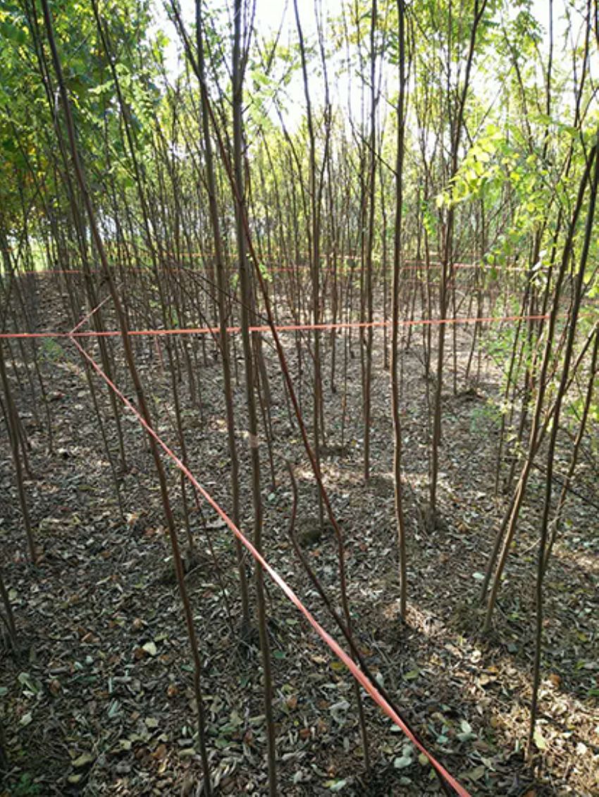 点击查看详细信息<br>标题：香花槐 阅读次数：1871