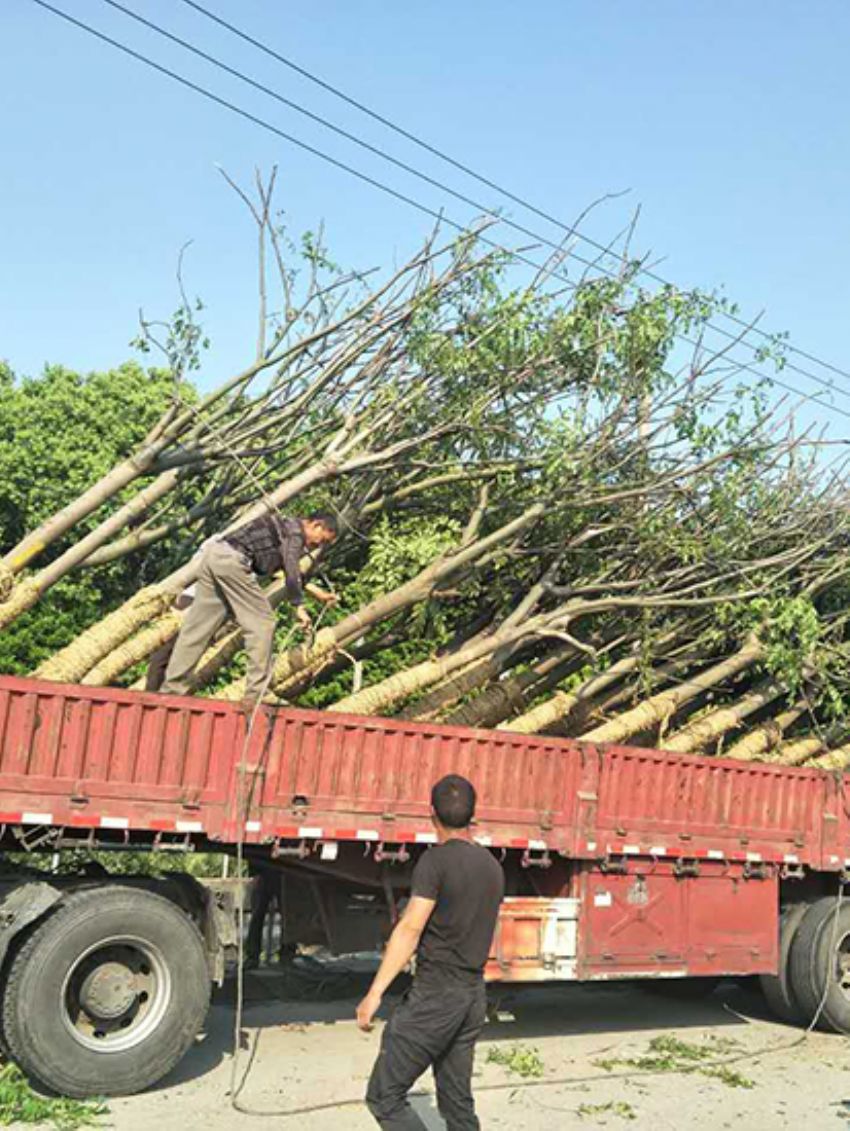 点击查看详细信息<br>标题：栾树 阅读次数：2706