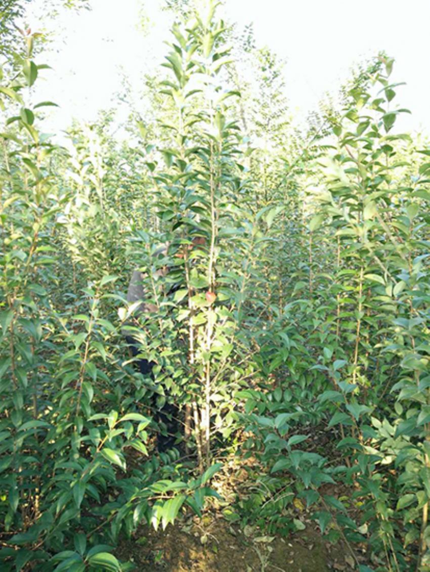 点击查看详细信息<br>标题：丛生女贞 阅读次数：2751